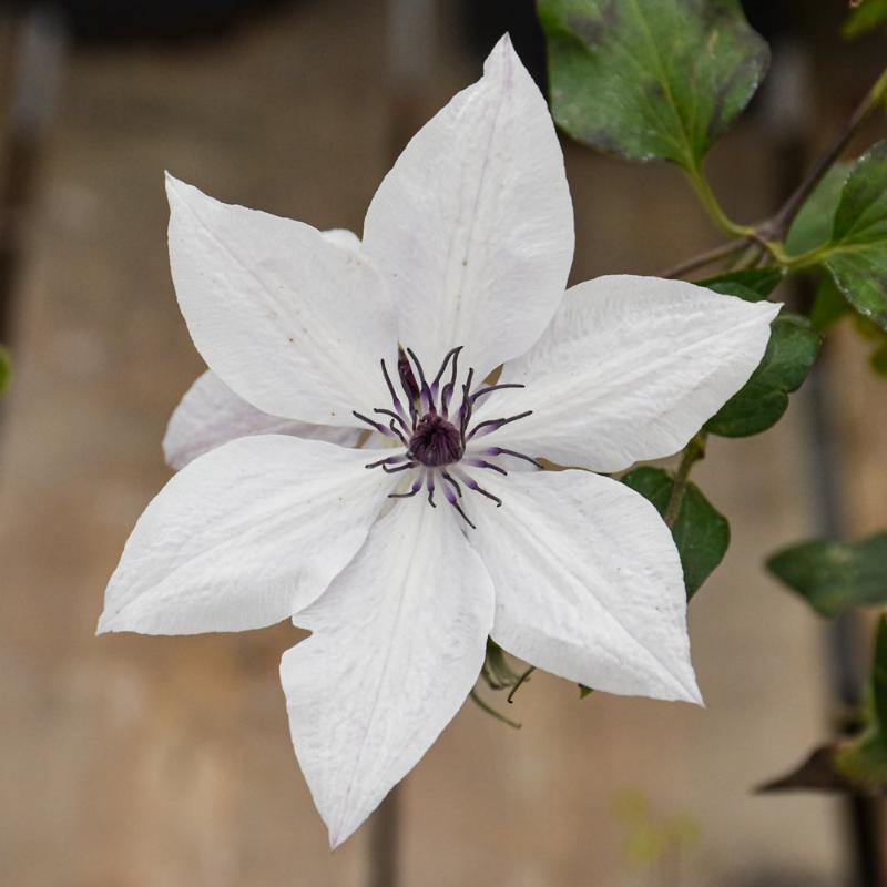 CLEMATIS TSUKIKO