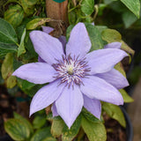 CLEMATIS BERNADINE