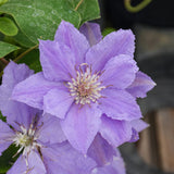 CLEMATIS FILIGREE