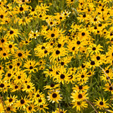 Seed- BLACK-EYED SUSAN