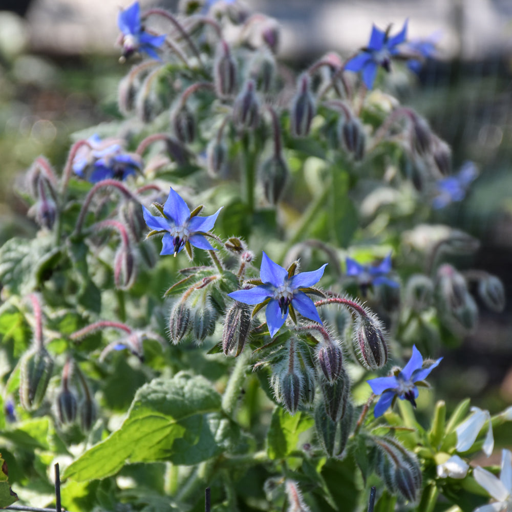 Seed- Borage