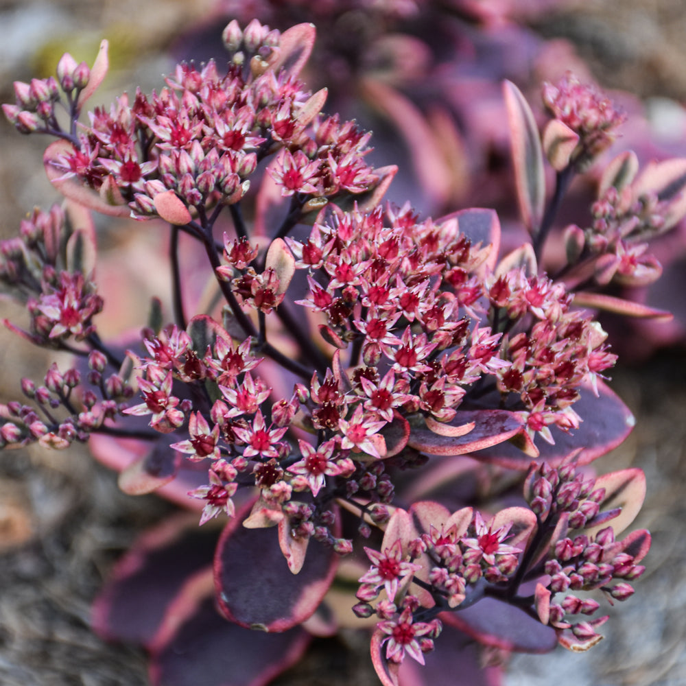 SEDUM DAZZLING DYNAMITE