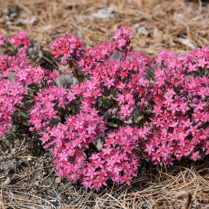 SEDUM SUNSPARKLER COSMIC COMET