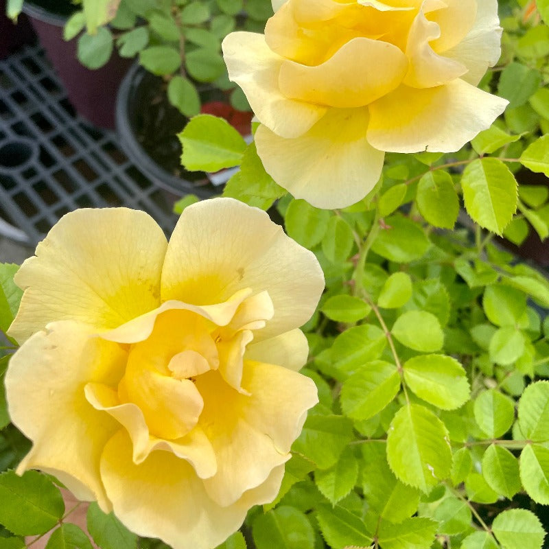 ROSE SHRUB LEMON FIZZ