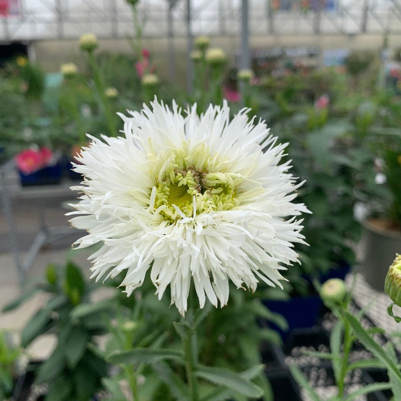 LEUCANTHEMUM SANTE