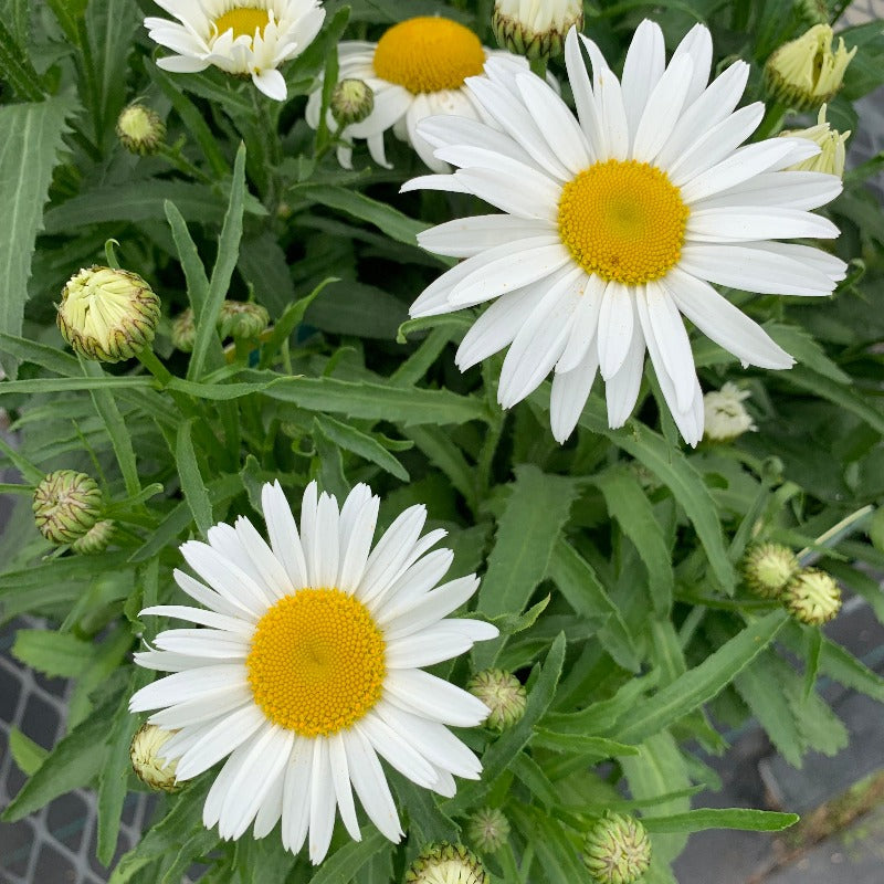 LEUCANTHEMUM WHITE LION