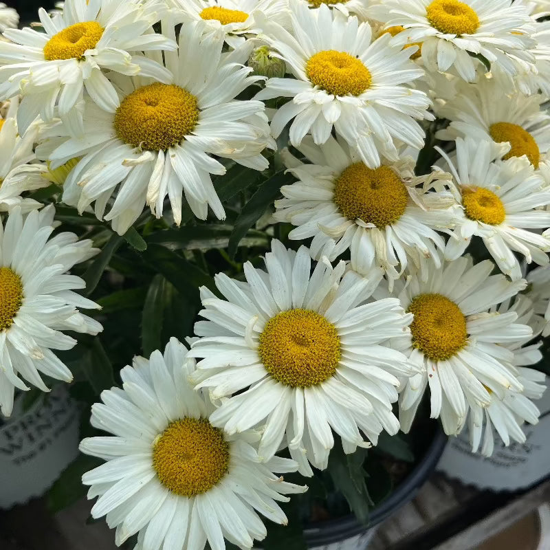 LEUCANTHEMUM BANANA CREAM