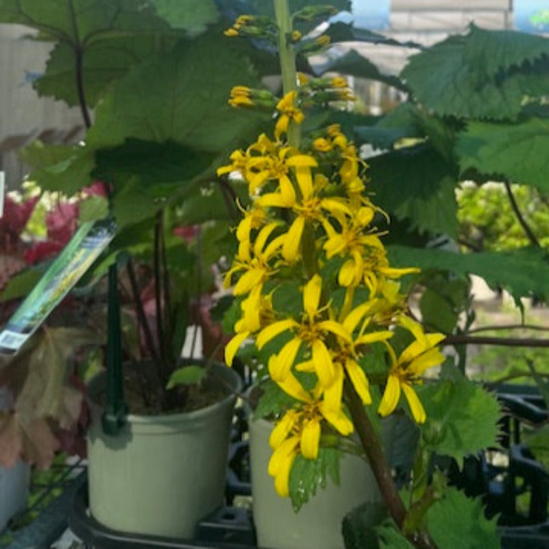 LIGULARIA LITTLE ROCKET