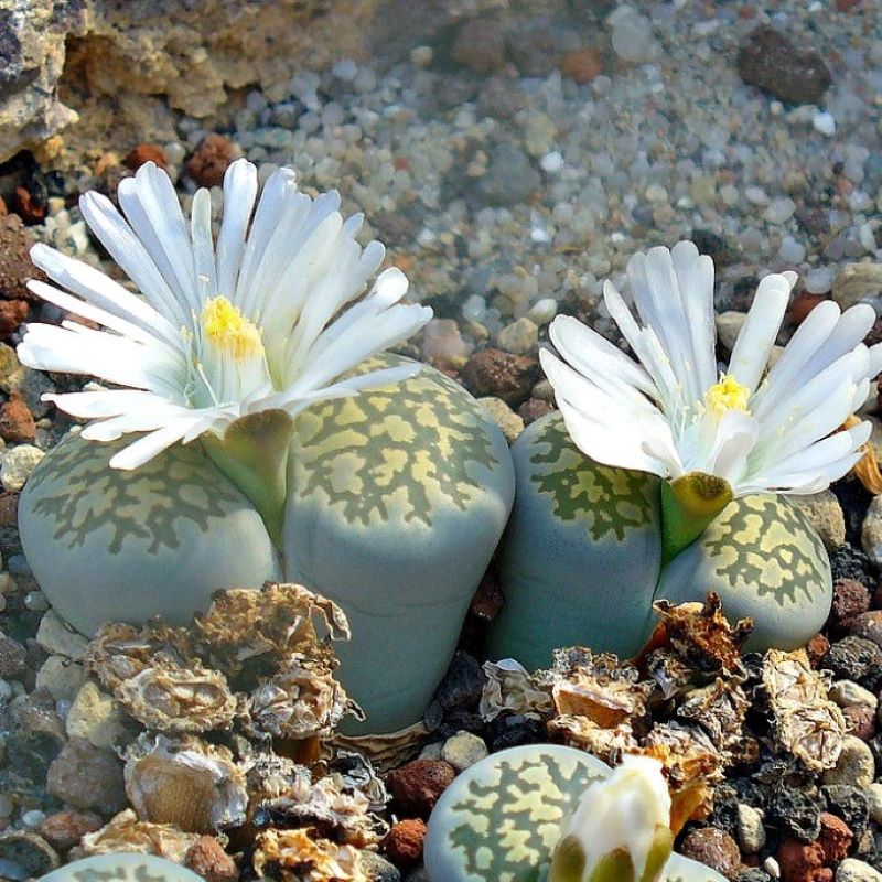 LITHOPS LIVING STONE