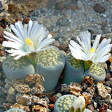 LITHOPS LIVING STONE