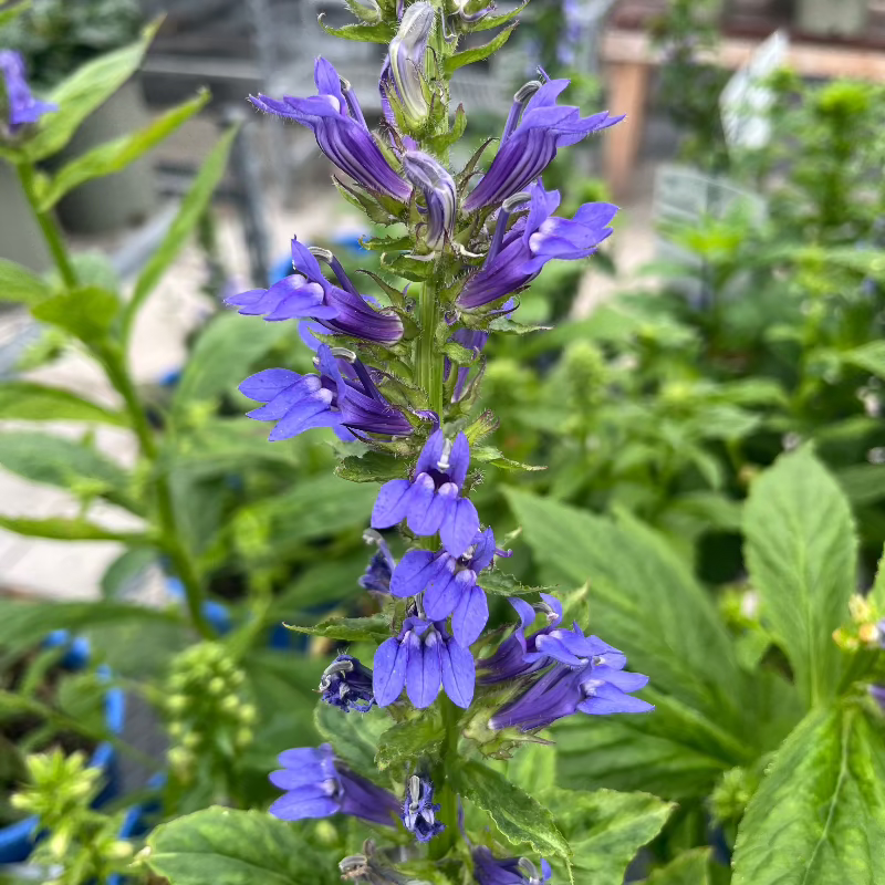 LOBELIA STARSHIP BLUE