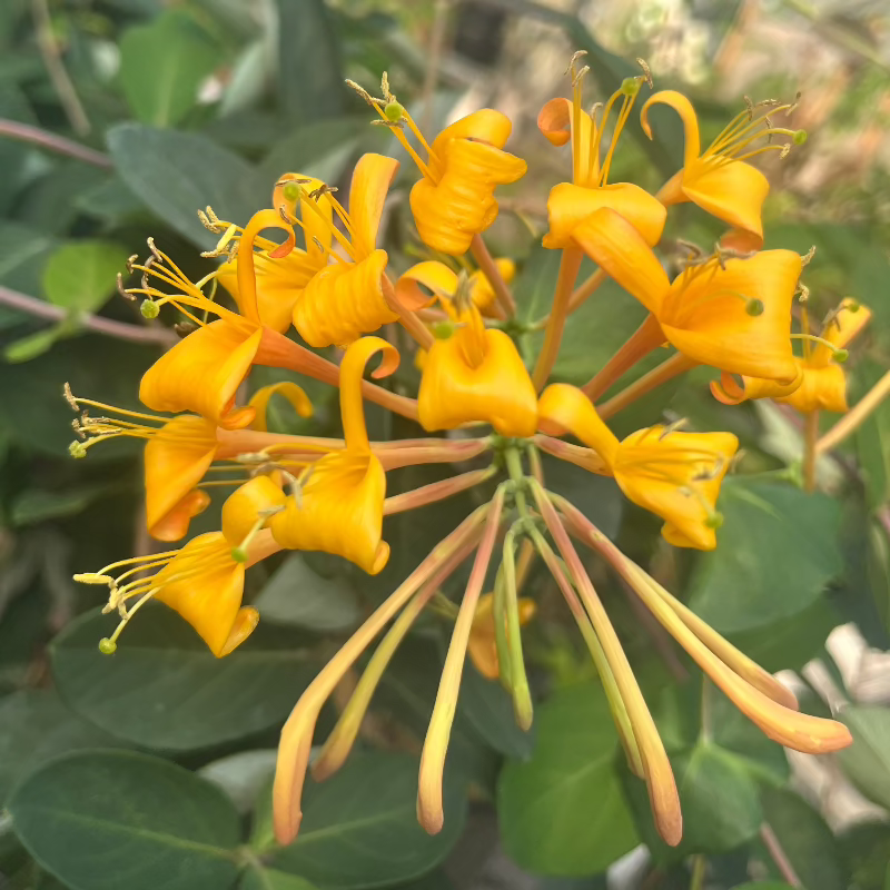 LONICERA MANDARIN