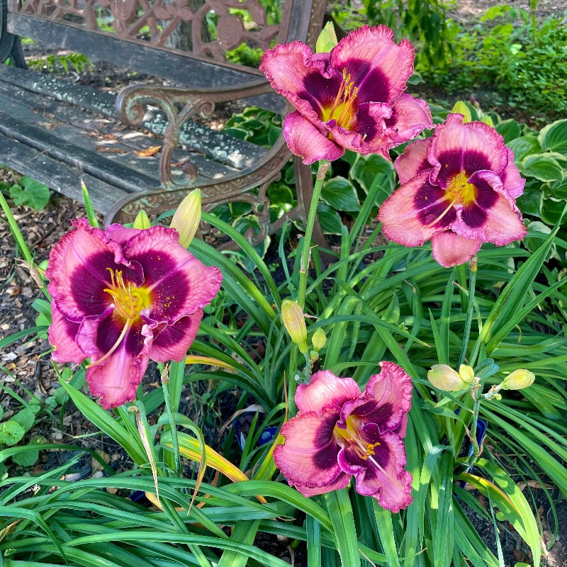 HEMEROCALLIS MACBETH