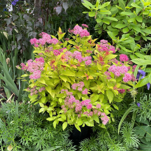 SPIREA MAGIC CARPET – Knippel Garden Centre