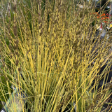 MOLINIA VARIEGATA