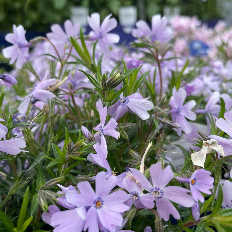 PHLOX EMERALD BLUE