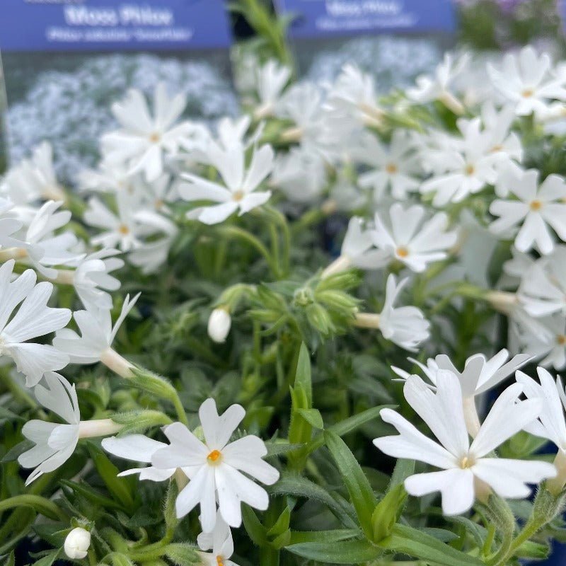 PHLOX SNOWFLAKE