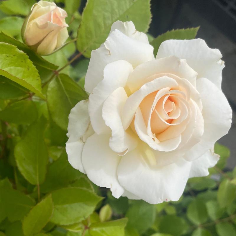 ROSE GRANDIFLORA MT. HOOD