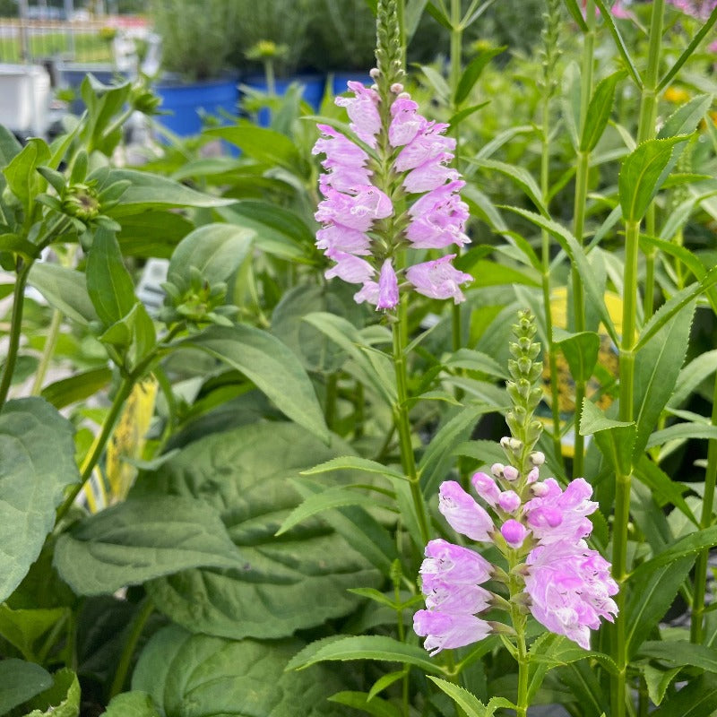 PHYSOSTEGIA VIRGINIANA