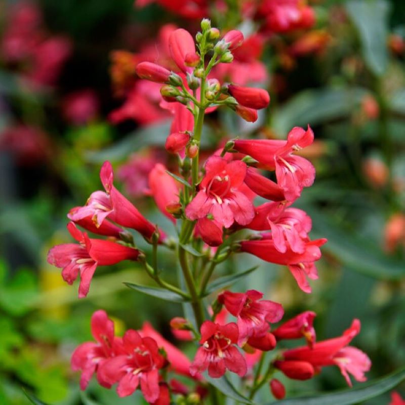 PENSTEMON PRISTINE SCARLET