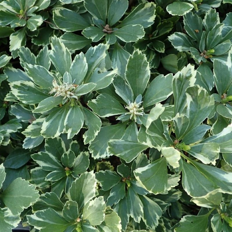 PACHYSANDRA VARIEGATA