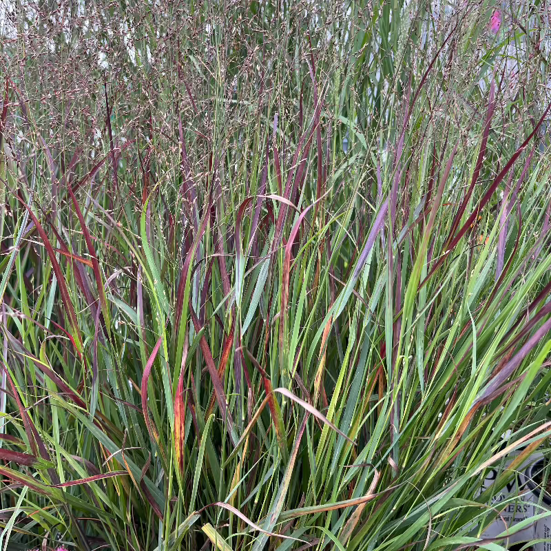 PANICUM PRAIRIE WINDS CHEYENNE