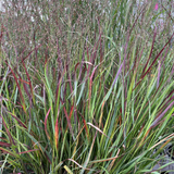 PANICUM PRAIRIE WINDS CHEYENNE