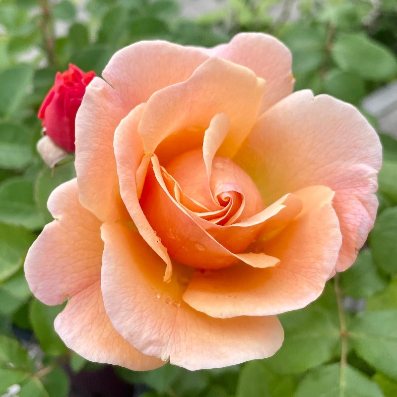 ROSE GRANDIFLORA PEACH GLORY