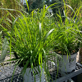 PENNISETUM LEMON SQUEEZE