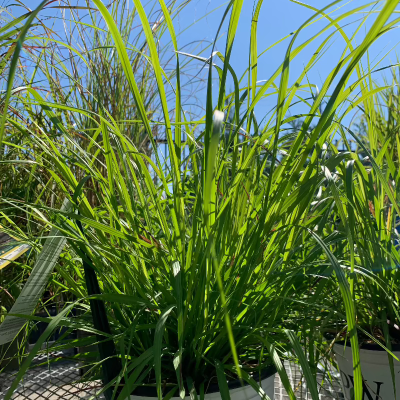 PENNISETUM LEMON SQUEEZE