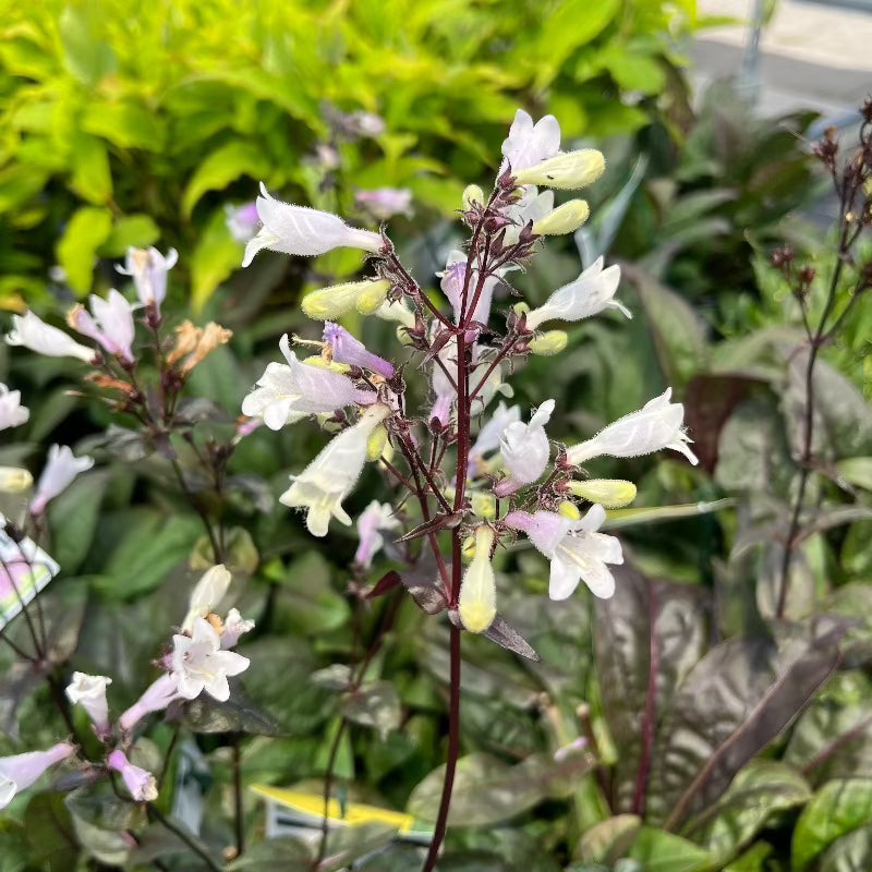 PENSTEMON ONYX AND PEARLS