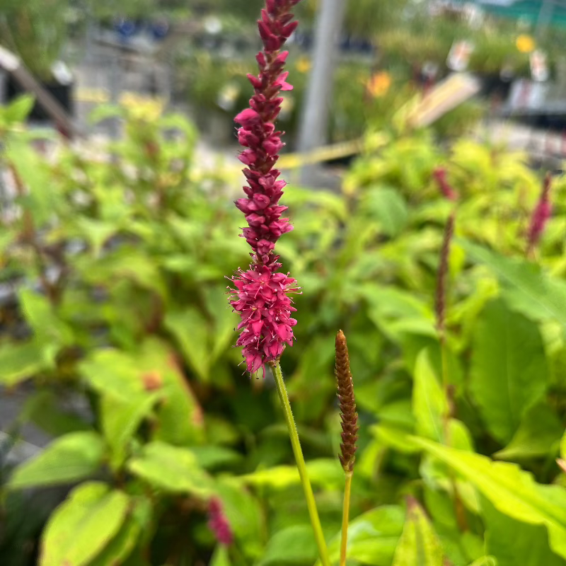 PERSICARIA GOLDEN ARROW