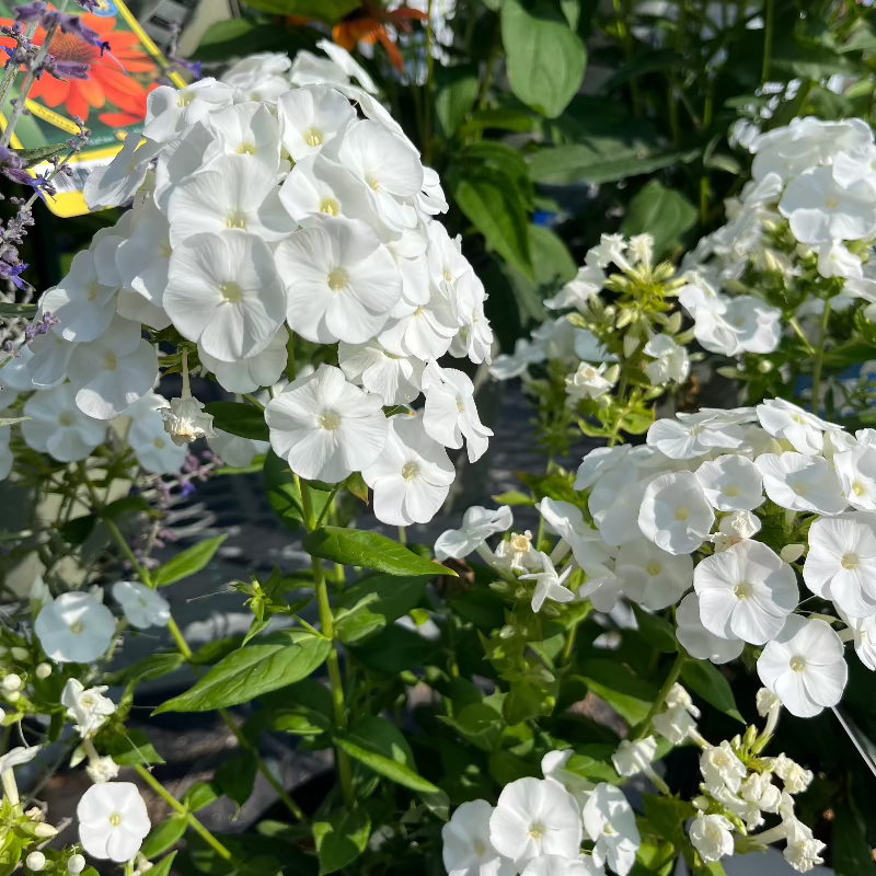 PHLOX BACKLIGHT