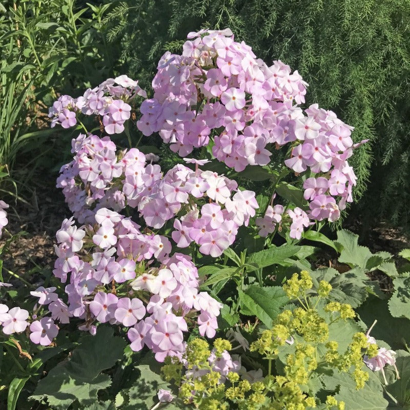 PHLOX PINK PEARL