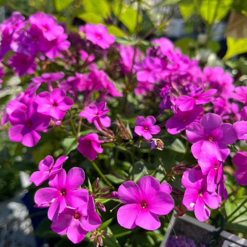 PHLOX CLOUDBURST