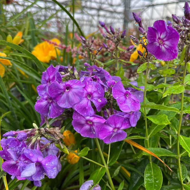 PHLOX LAURA