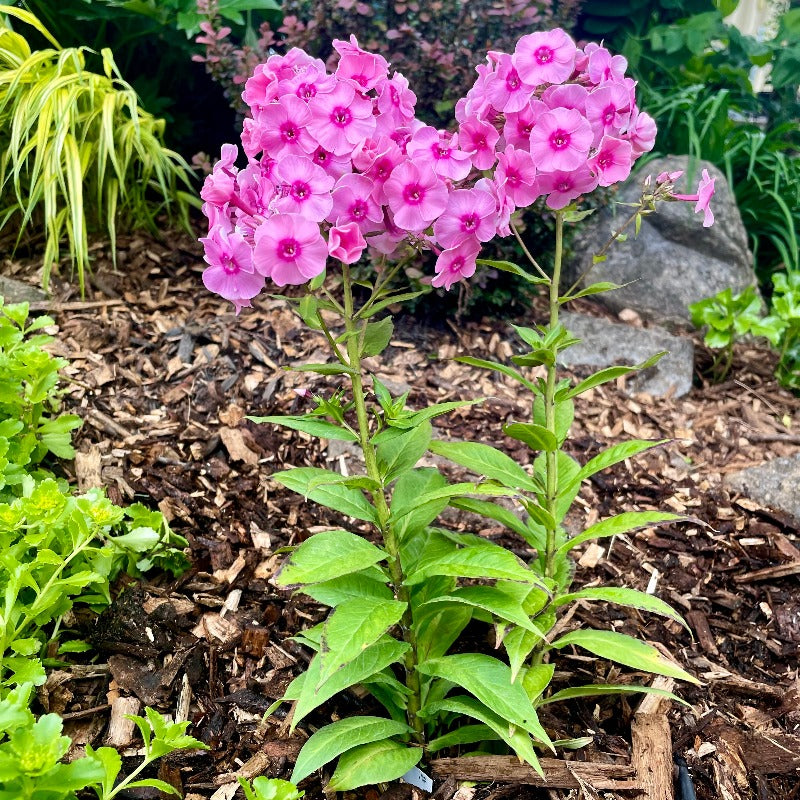 PHLOX PINK FLAME