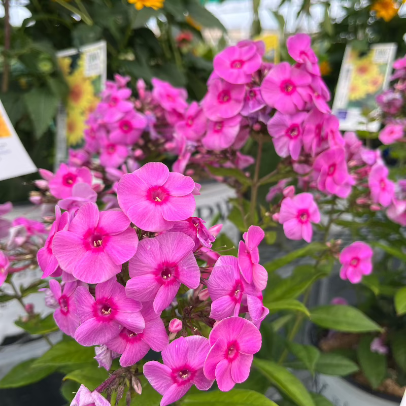 PHLOX PRISMATIC PINK