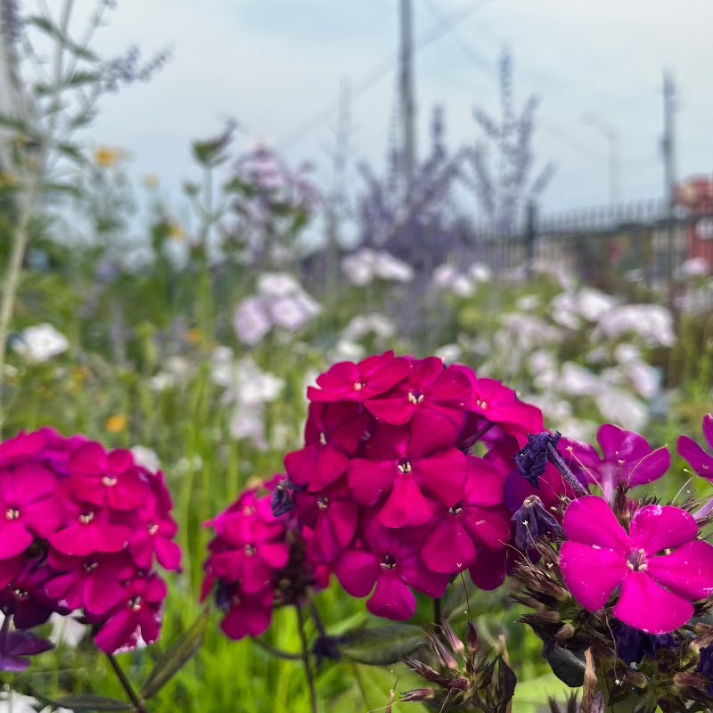 PHLOX ULTRAVIOLET