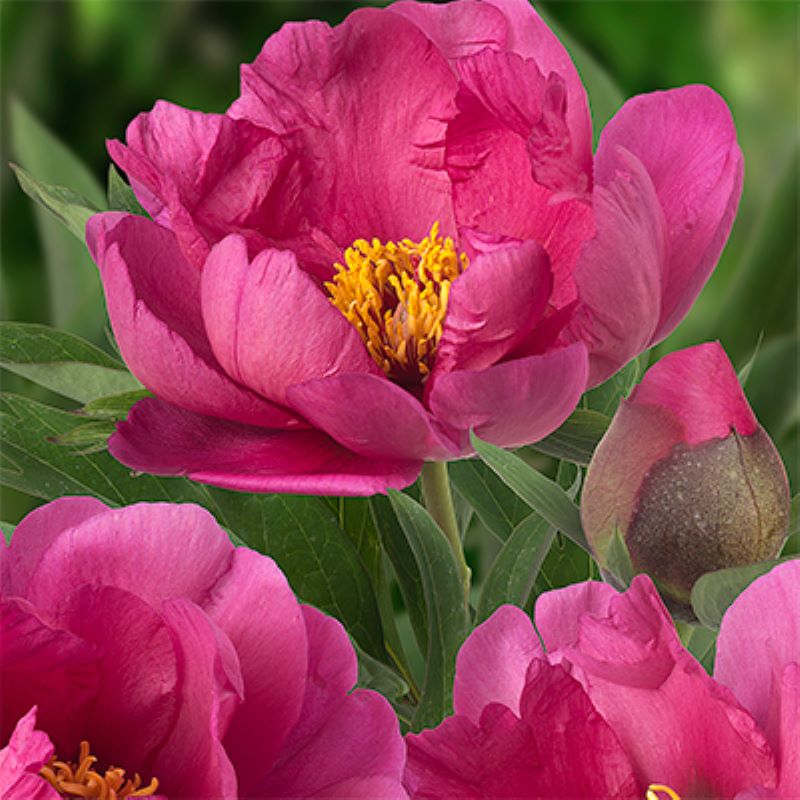 PAEONIA PINK ARDOUR