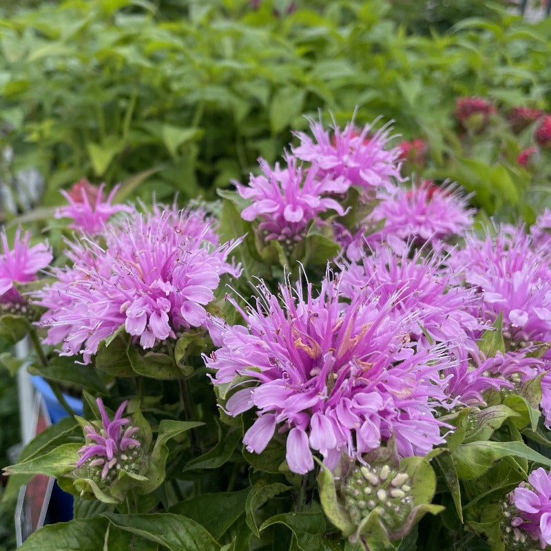 MONARDA BEE MINE PINK