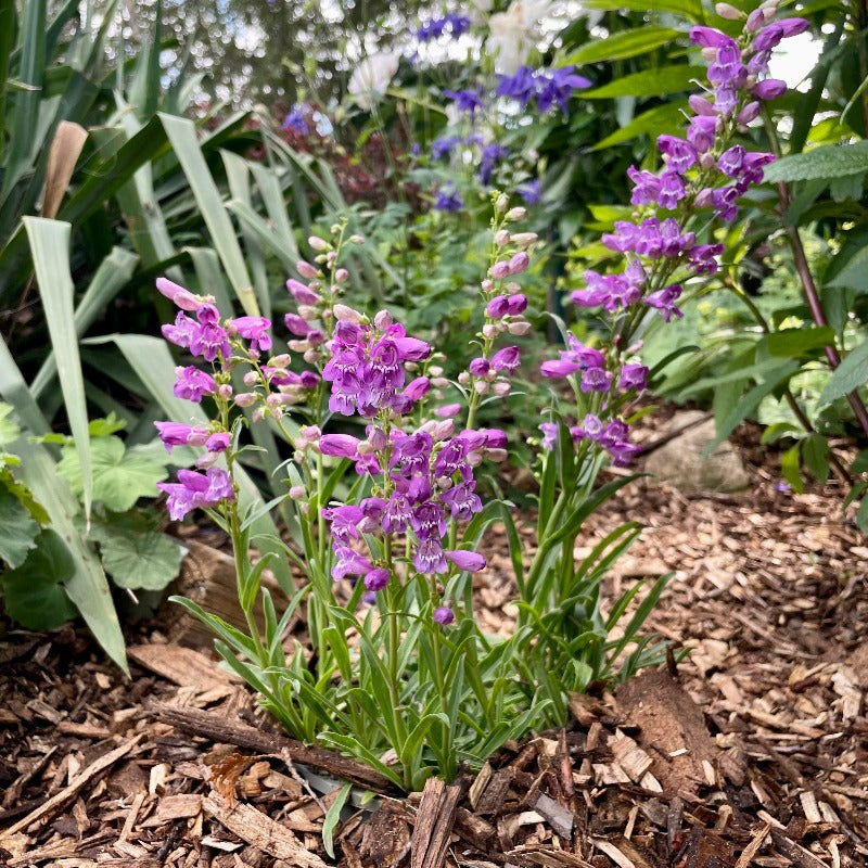 PENSTEMON PRAIRIE DUSK