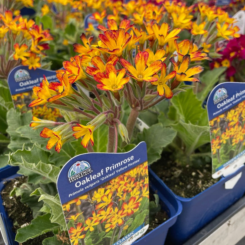 PRIMULA OAKLEAF YELLOW PICOTEE