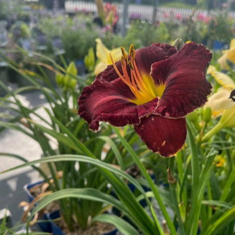 HEMEROCALLIS PURPLEICOUS