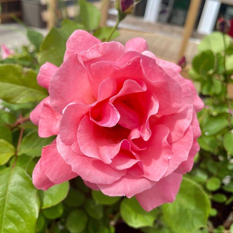 ROSE GRANDIFLORA QUEEN ELIZABETH