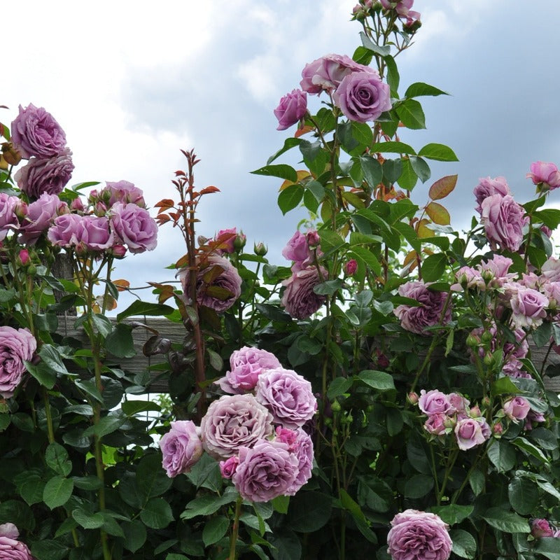 ROSE CLIMBING QUICKSILVER – Knippel Garden Centre