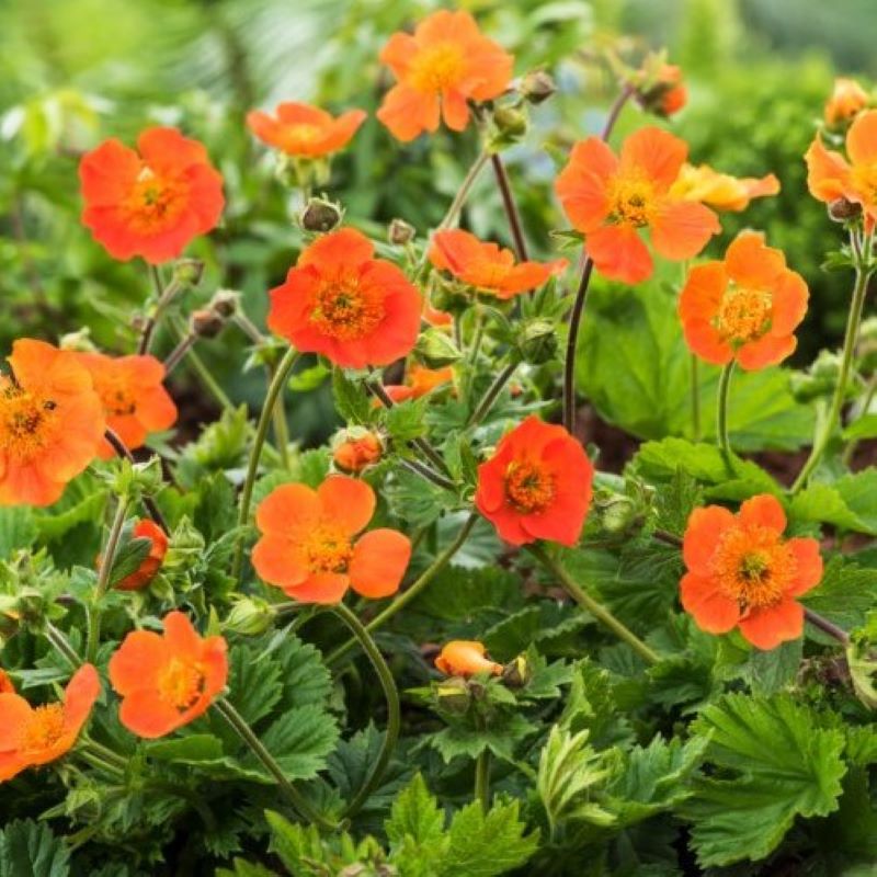 GEUM KOI