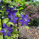 CLEMATIS RHAPSODY