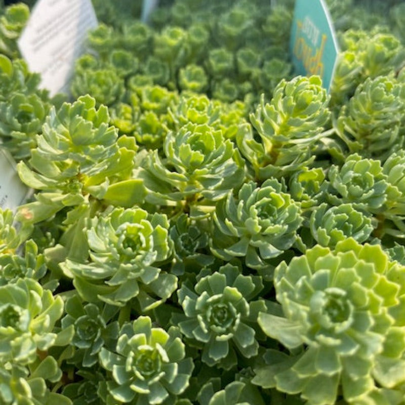 RHODIOLA PACHYCLADOS