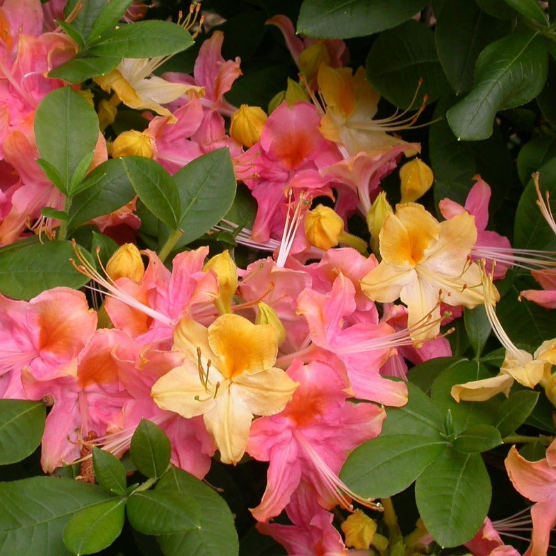 AZALEA GARDEN RAINBOW – Knippel Garden Centre